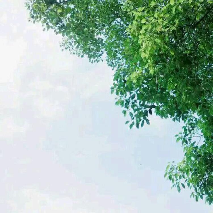 上田茂 - 无码高清资源在线观看 - APP直播